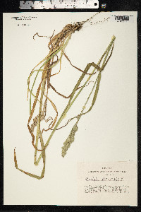 Dactylis glomerata image
