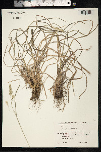Dactylis glomerata image