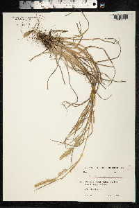 Dactylis glomerata image