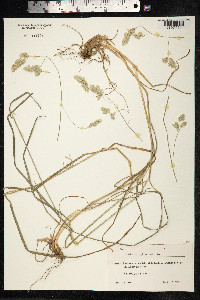Dactylis glomerata image