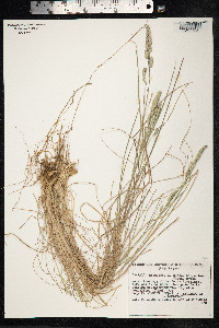Dactylis glomerata image
