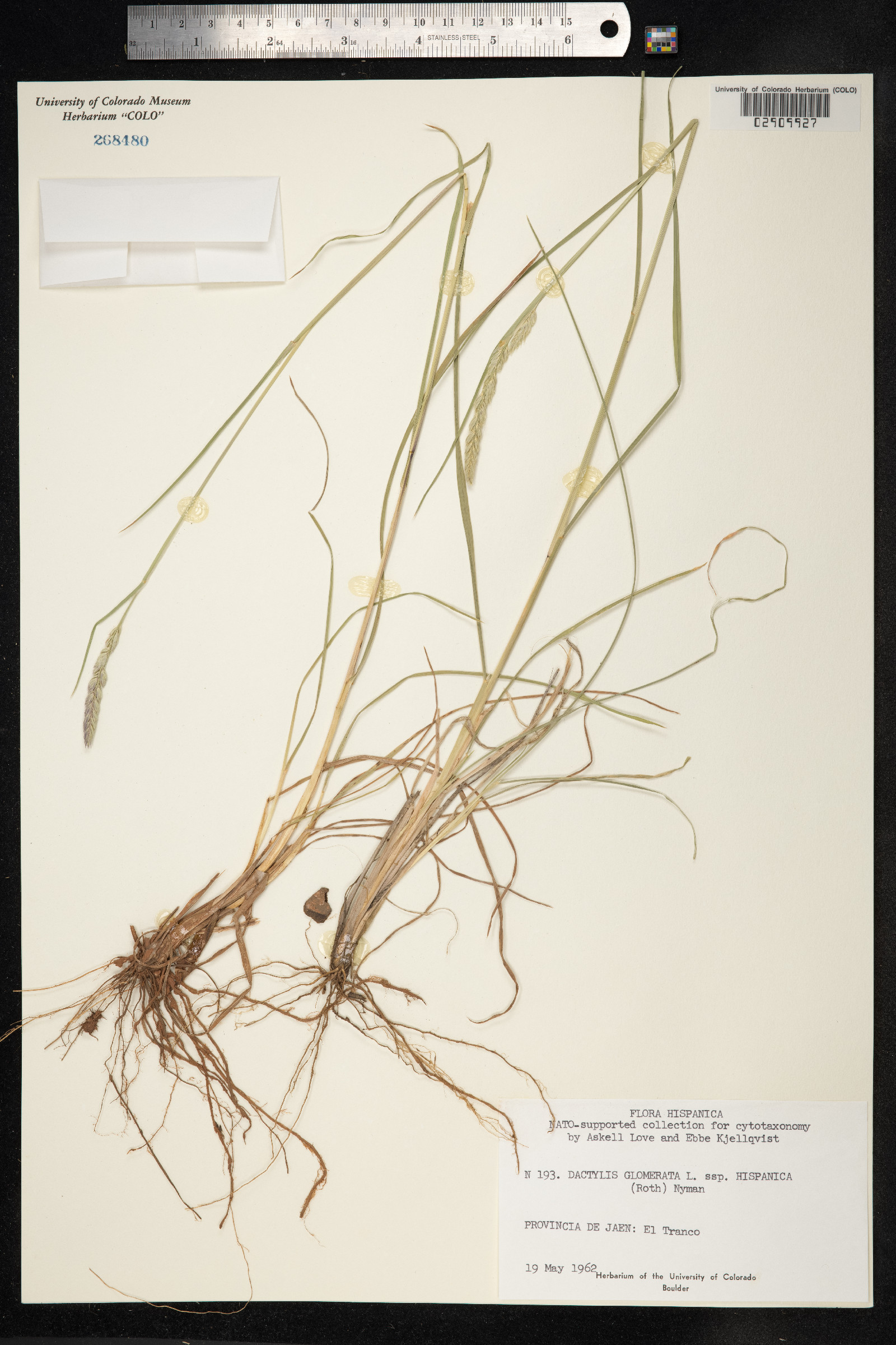 Dactylis image