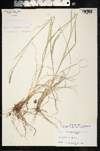 Dactylis glomerata image