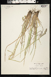 Dactylis glomerata image