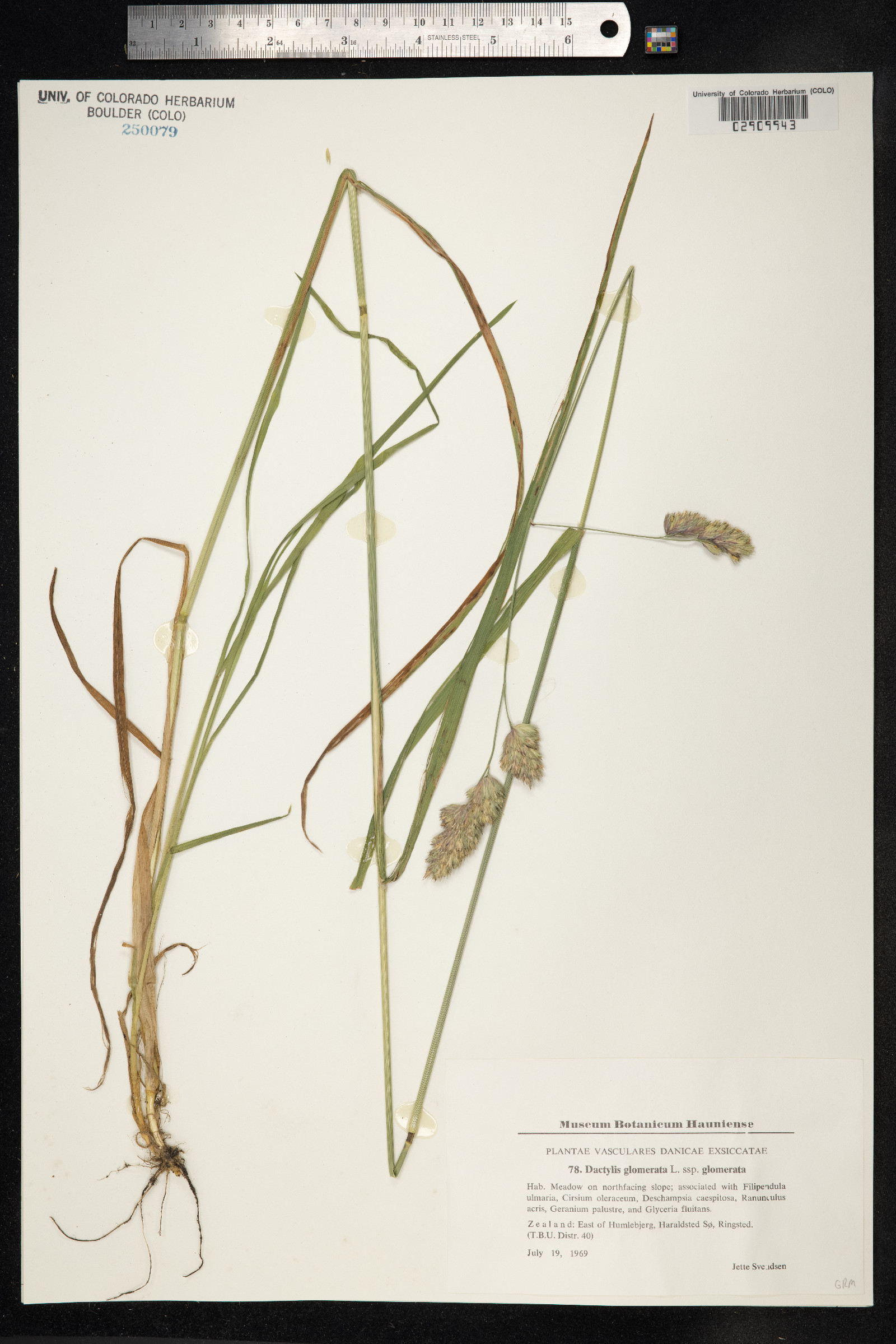 Dactylis glomerata image
