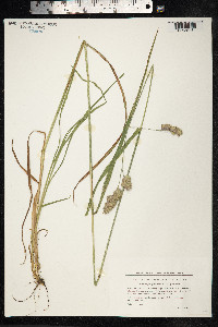 Dactylis glomerata image