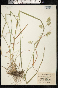 Dactylis glomerata image