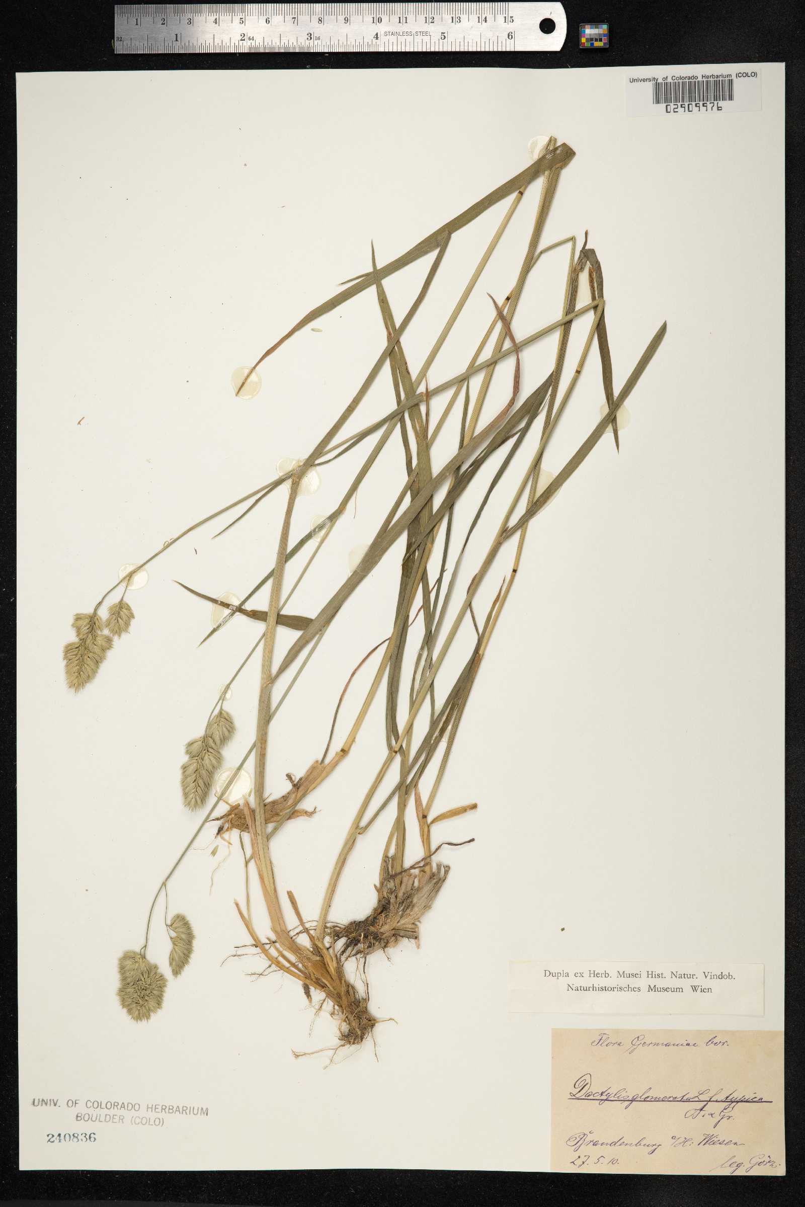 Dactylis glomerata image
