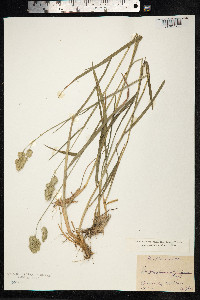 Dactylis glomerata image