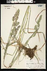 Dactylis glomerata image