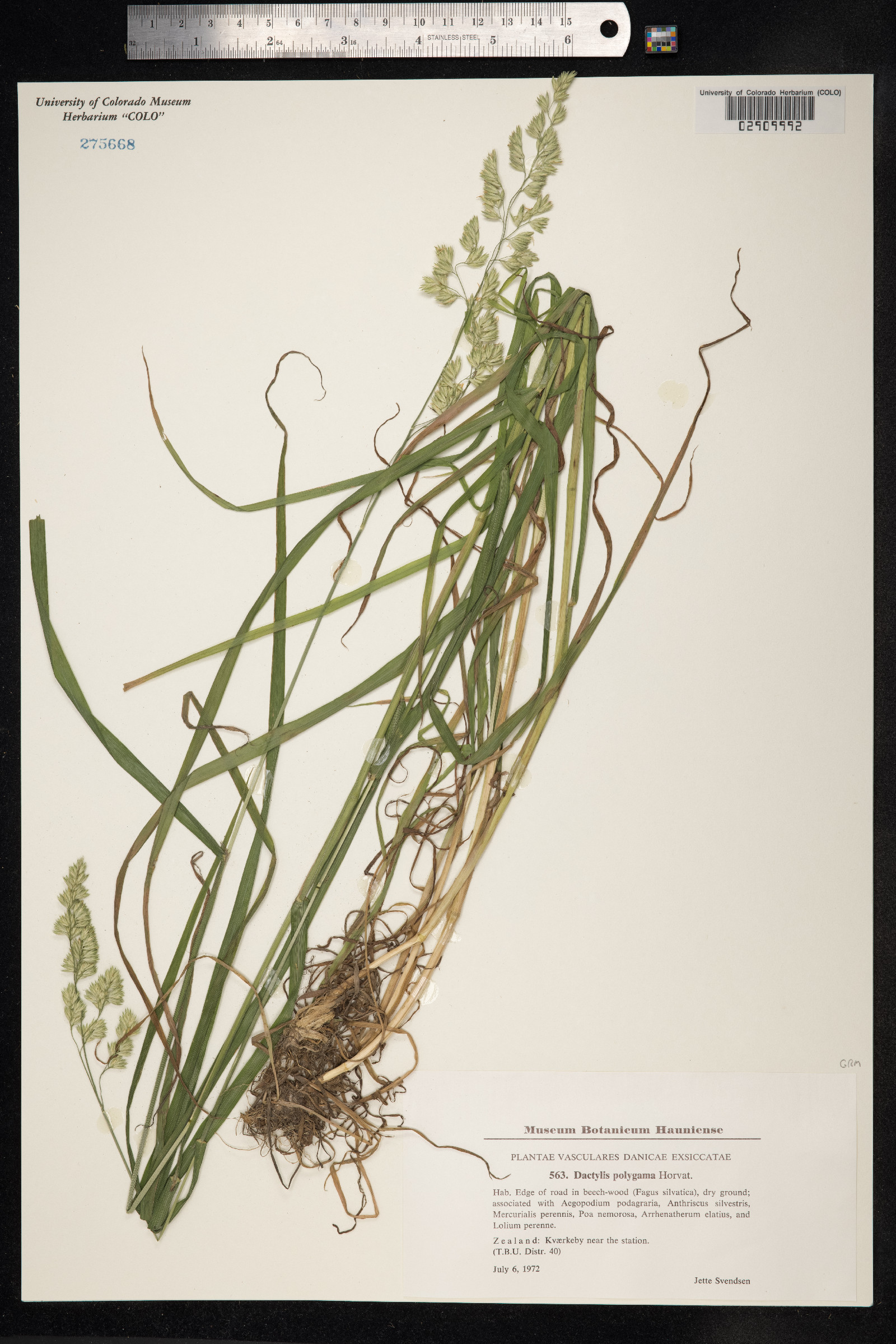 Dactylis glomerata ssp. lobata image