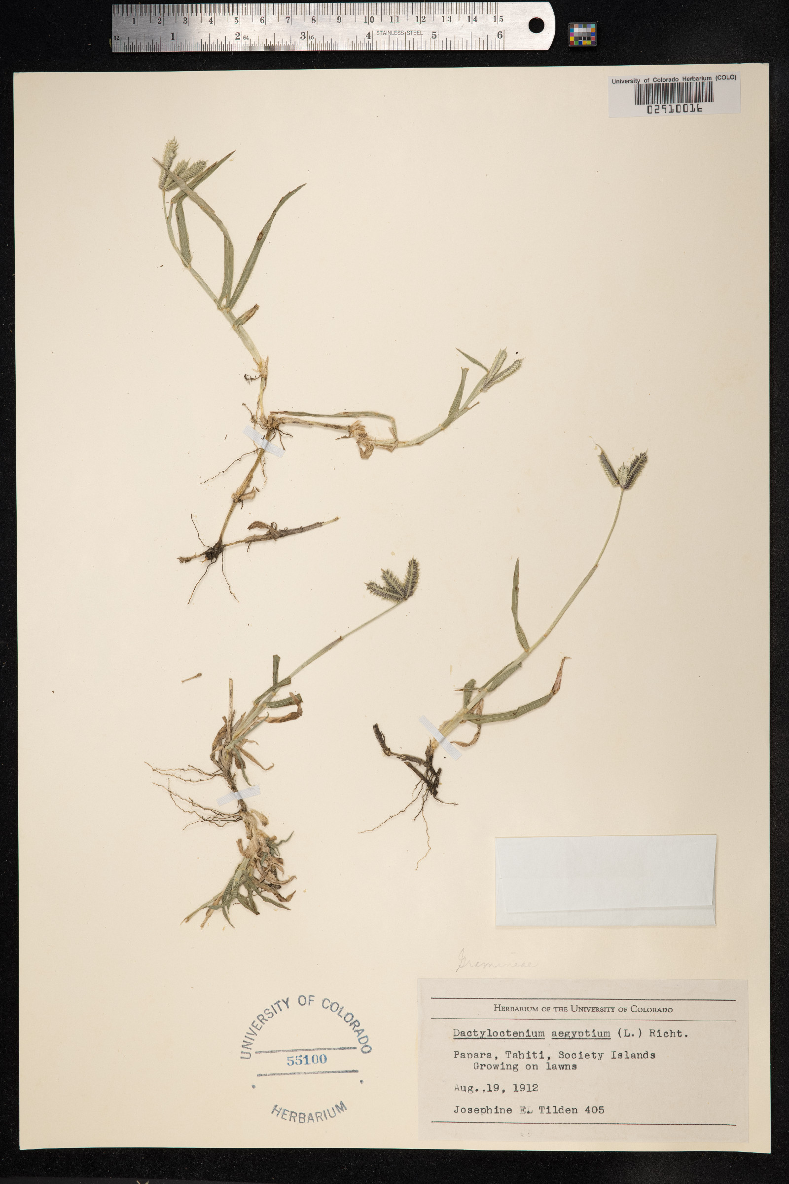 Dactyloctenium aegyptium image
