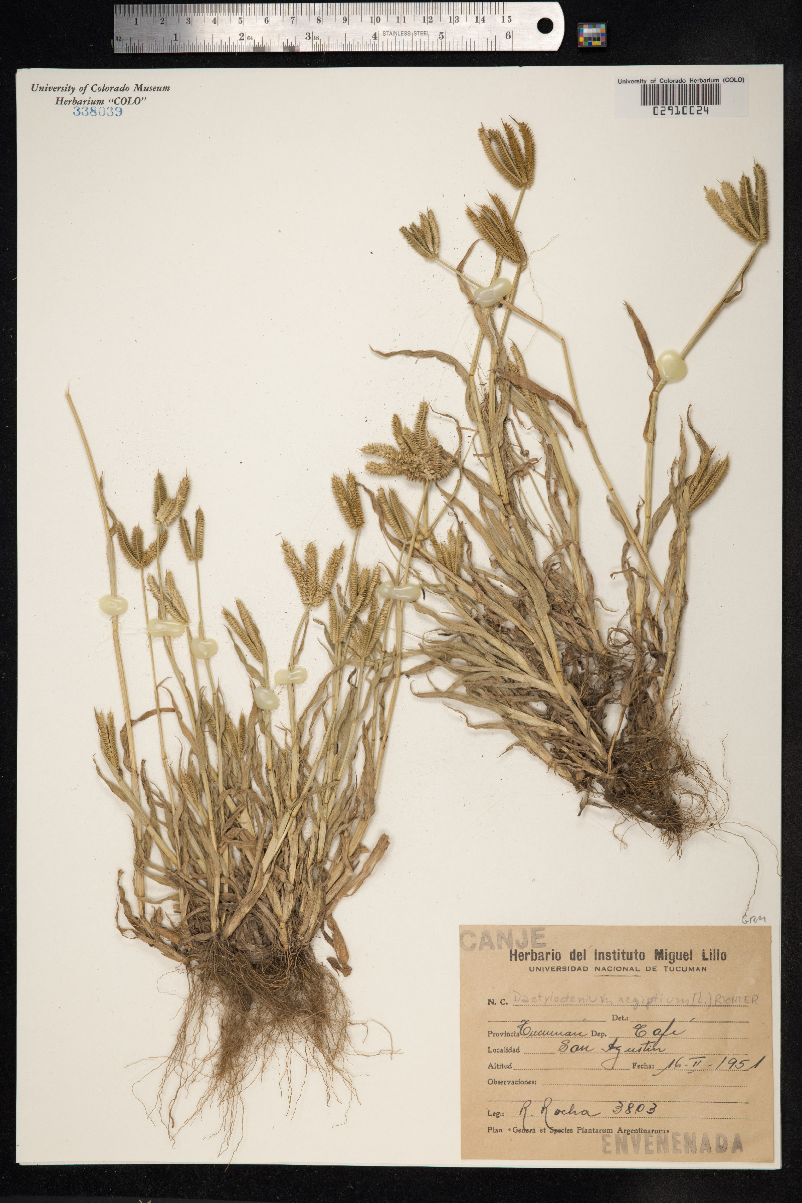 Dactyloctenium aegyptium image