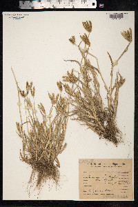 Dactyloctenium aegyptium image