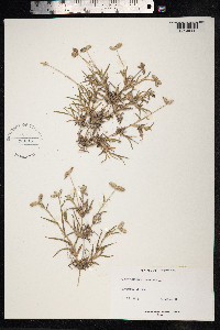 Dactyloctenium aegyptium image