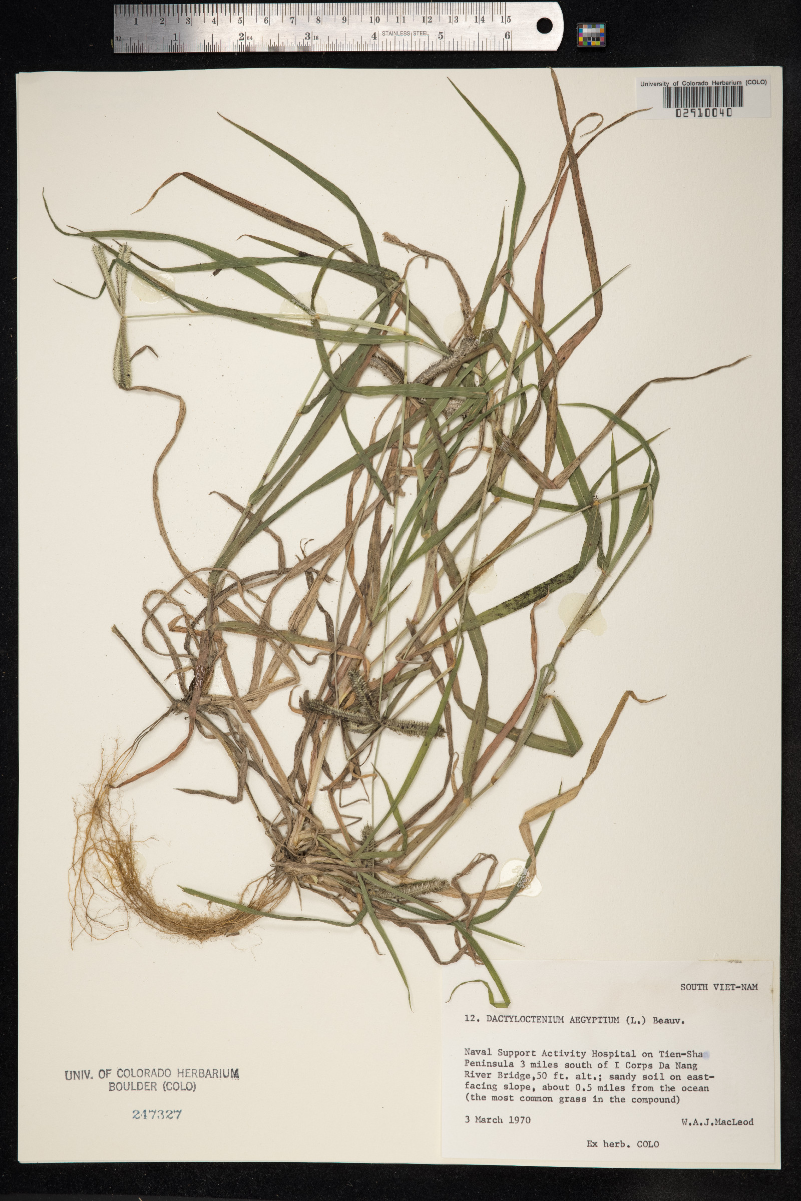 Dactyloctenium aegyptium image