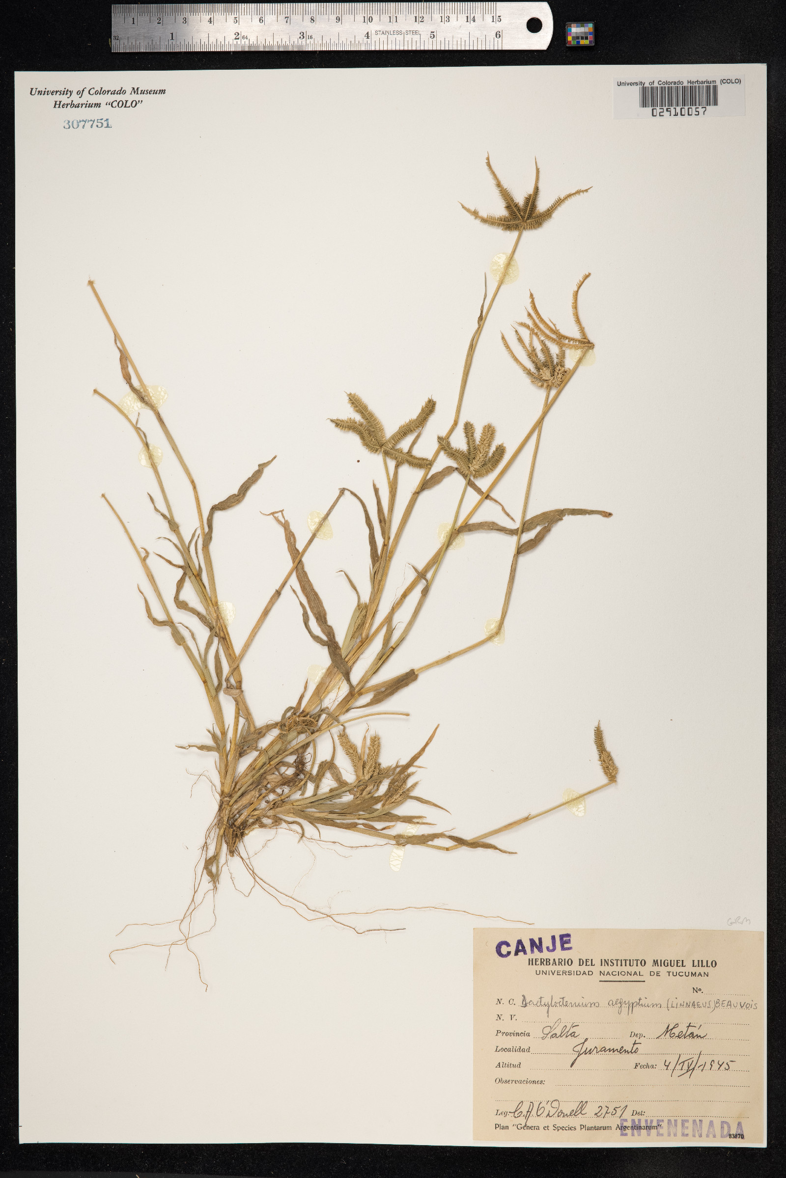 Dactyloctenium aegyptium image