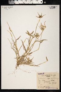 Dactyloctenium aegyptium image