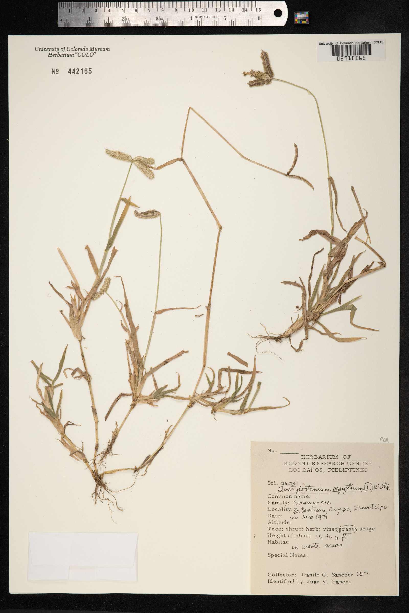 Dactyloctenium aegyptium image