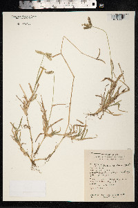Dactyloctenium aegyptium image