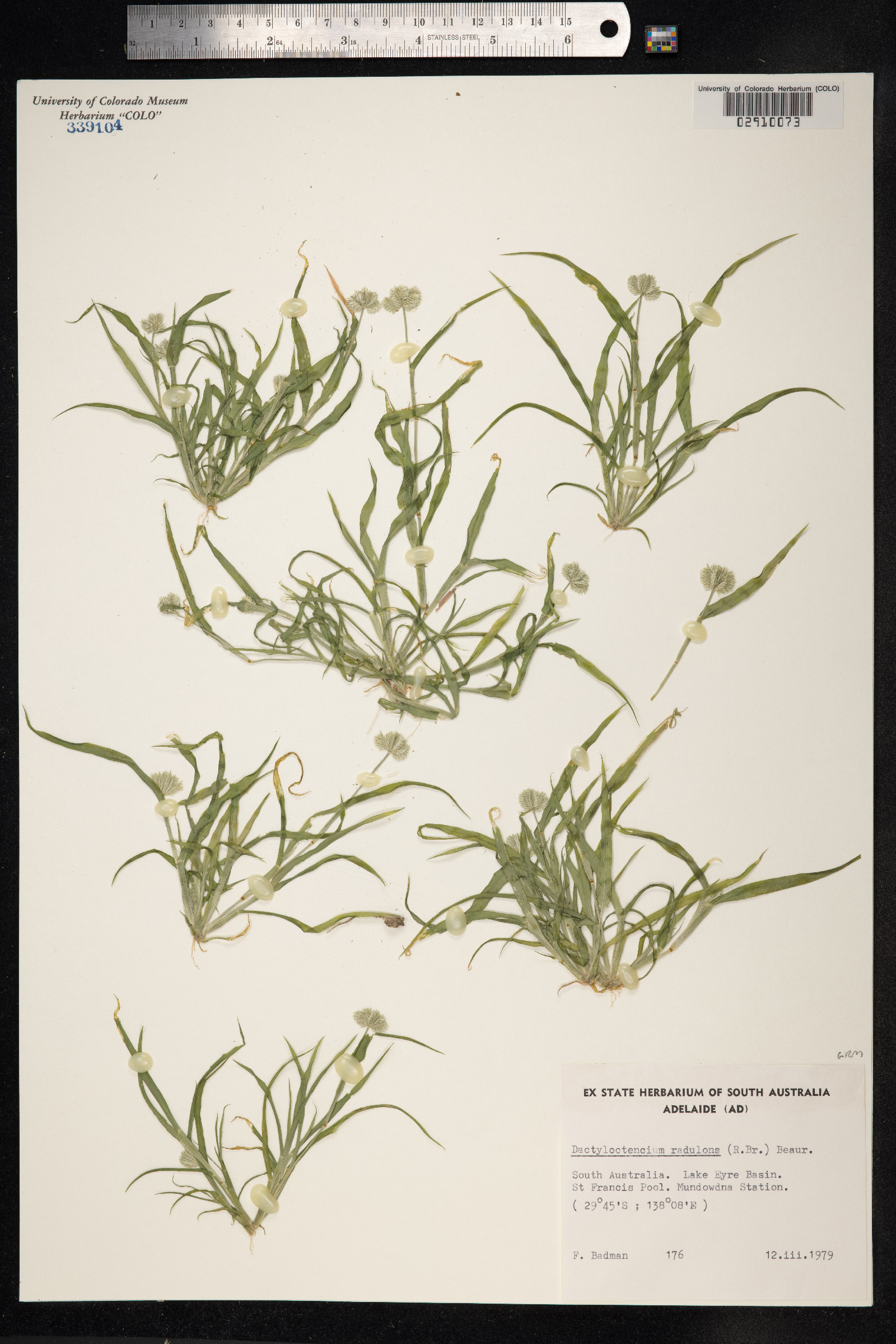 Dactyloctenium radulans image