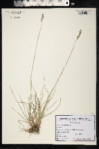 Image of Danthonia decumbens