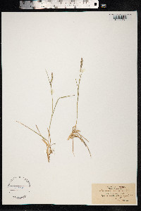 Danthonia decumbens image