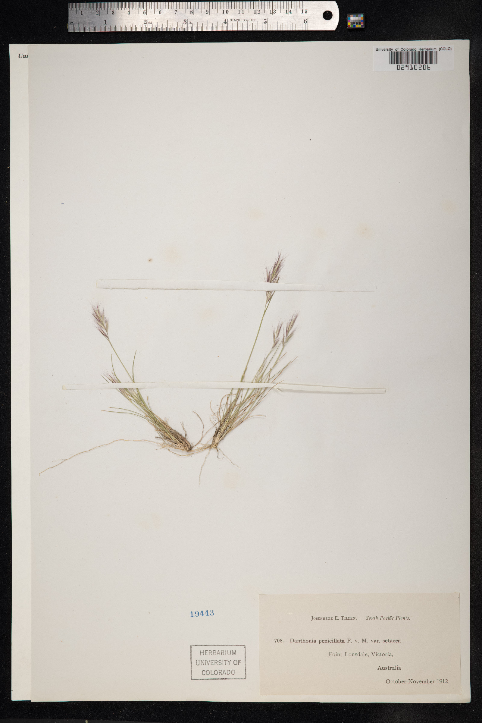 Rytidosperma image