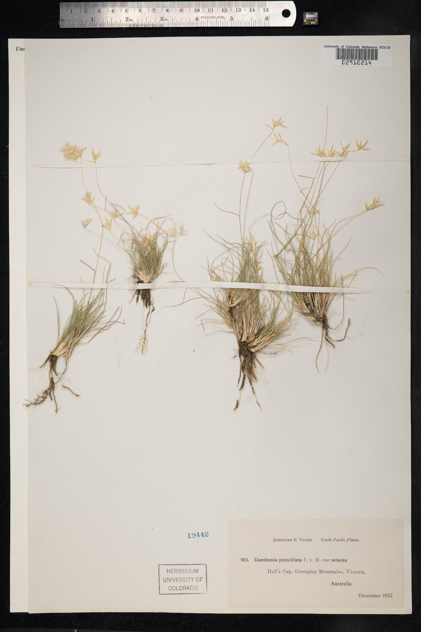 Rytidosperma penicillatum image