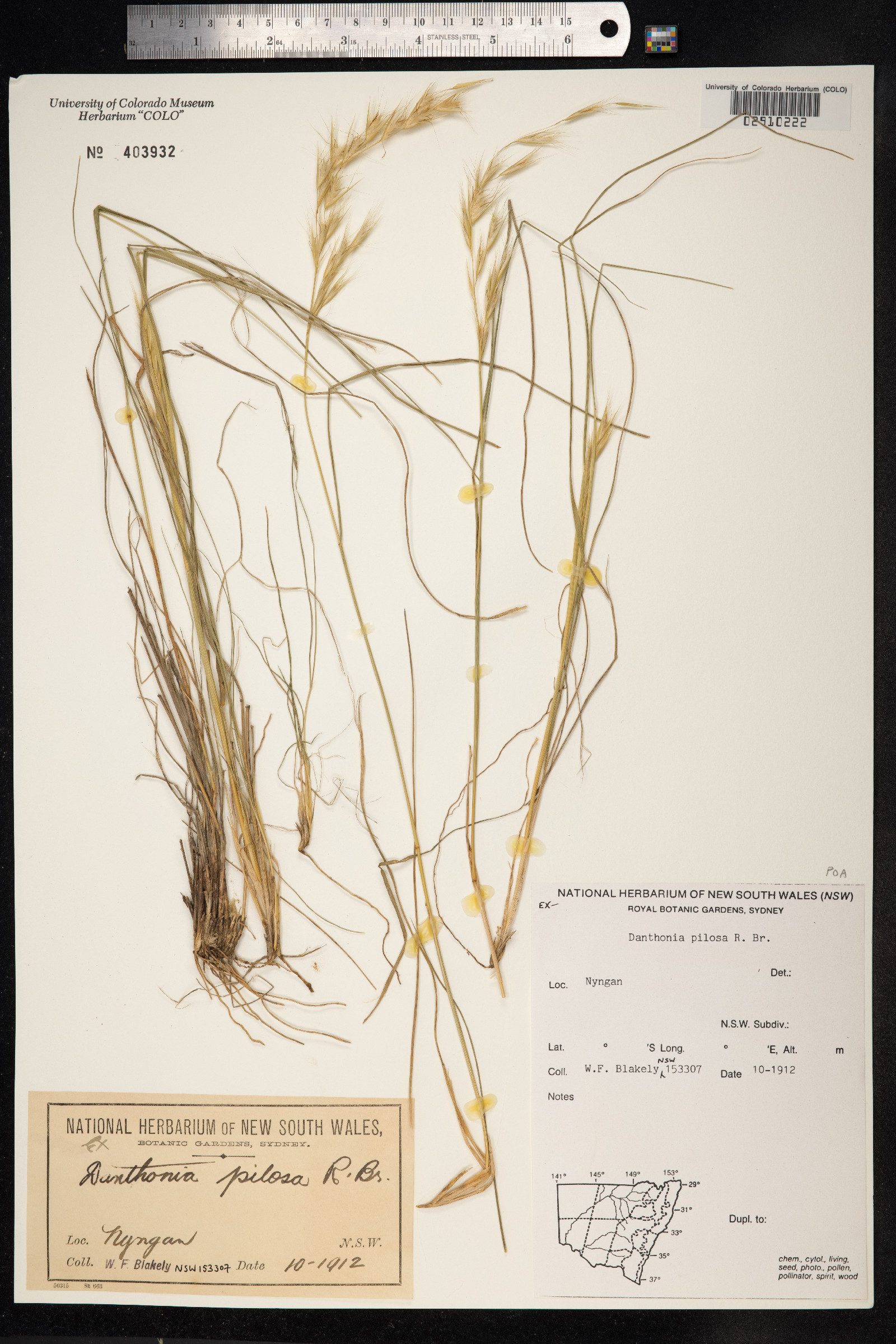 Rytidosperma pilosum image
