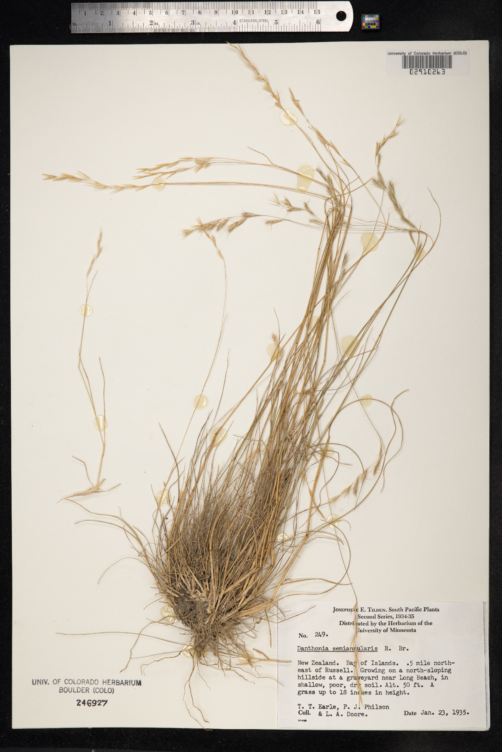 Rytidosperma semiannulare image