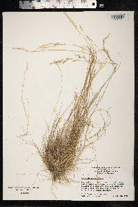 Image of Arundo semiannularis