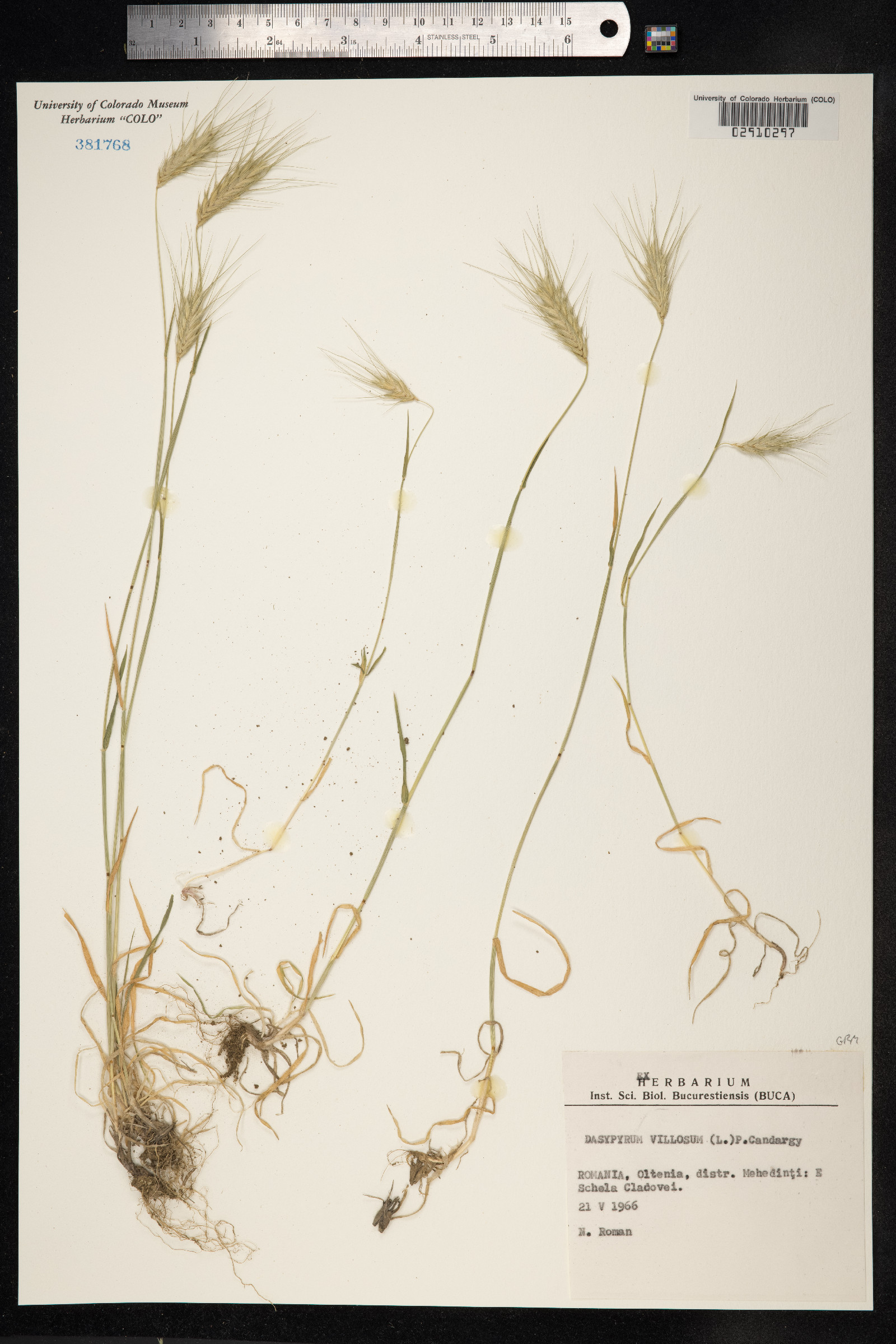 Dasypyrum image