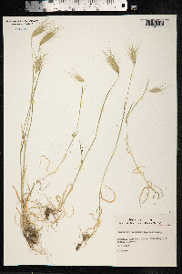 Image of Dasypyrum villosum
