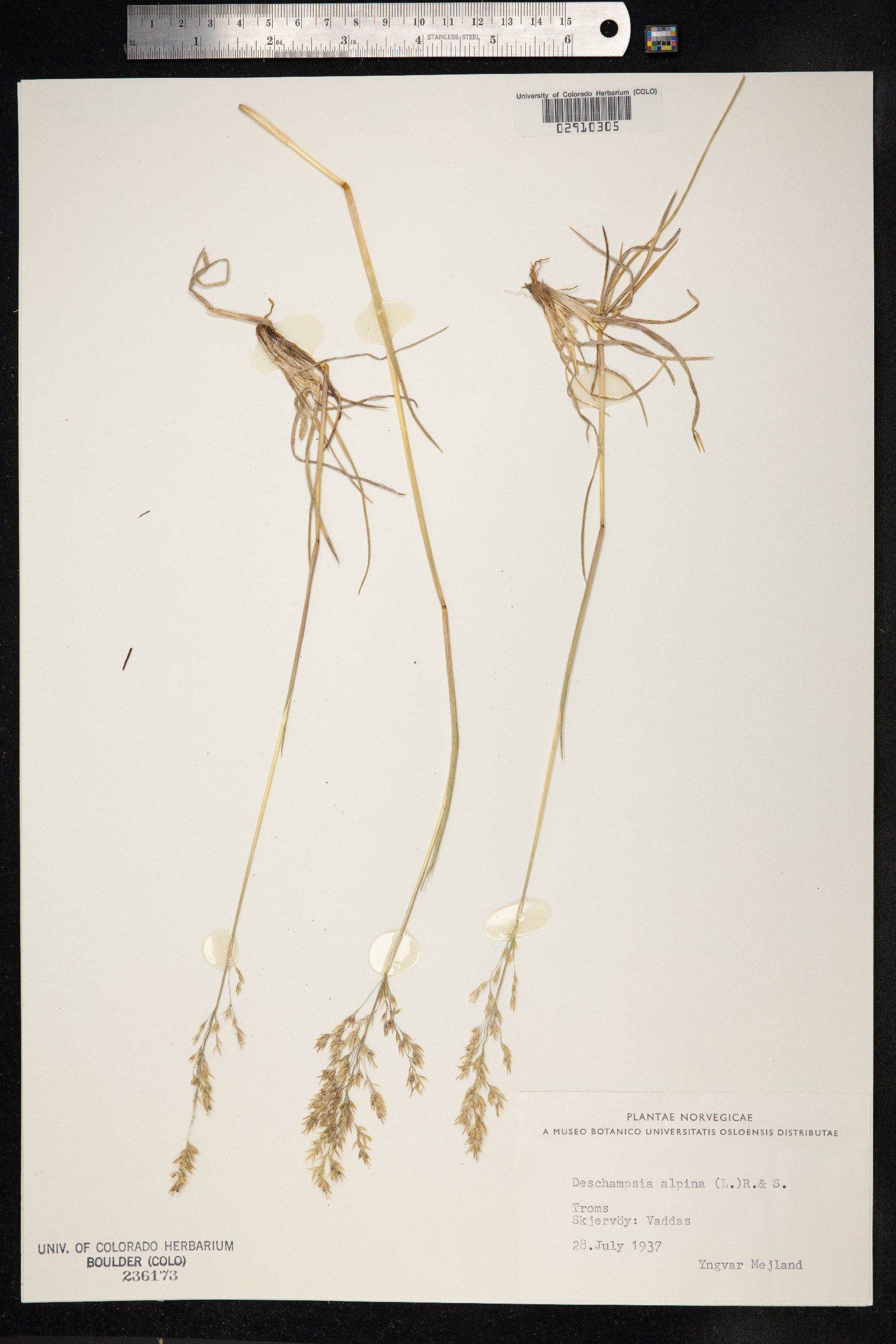 Deschampsia cespitosa var. alpina image