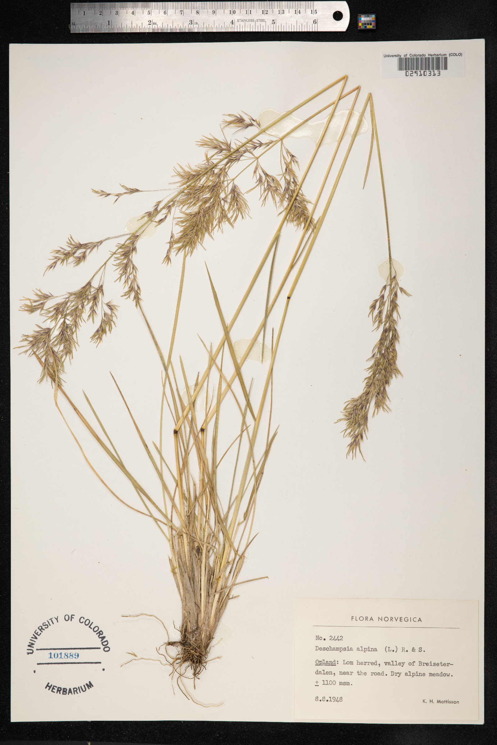Deschampsia cespitosa var. alpina image