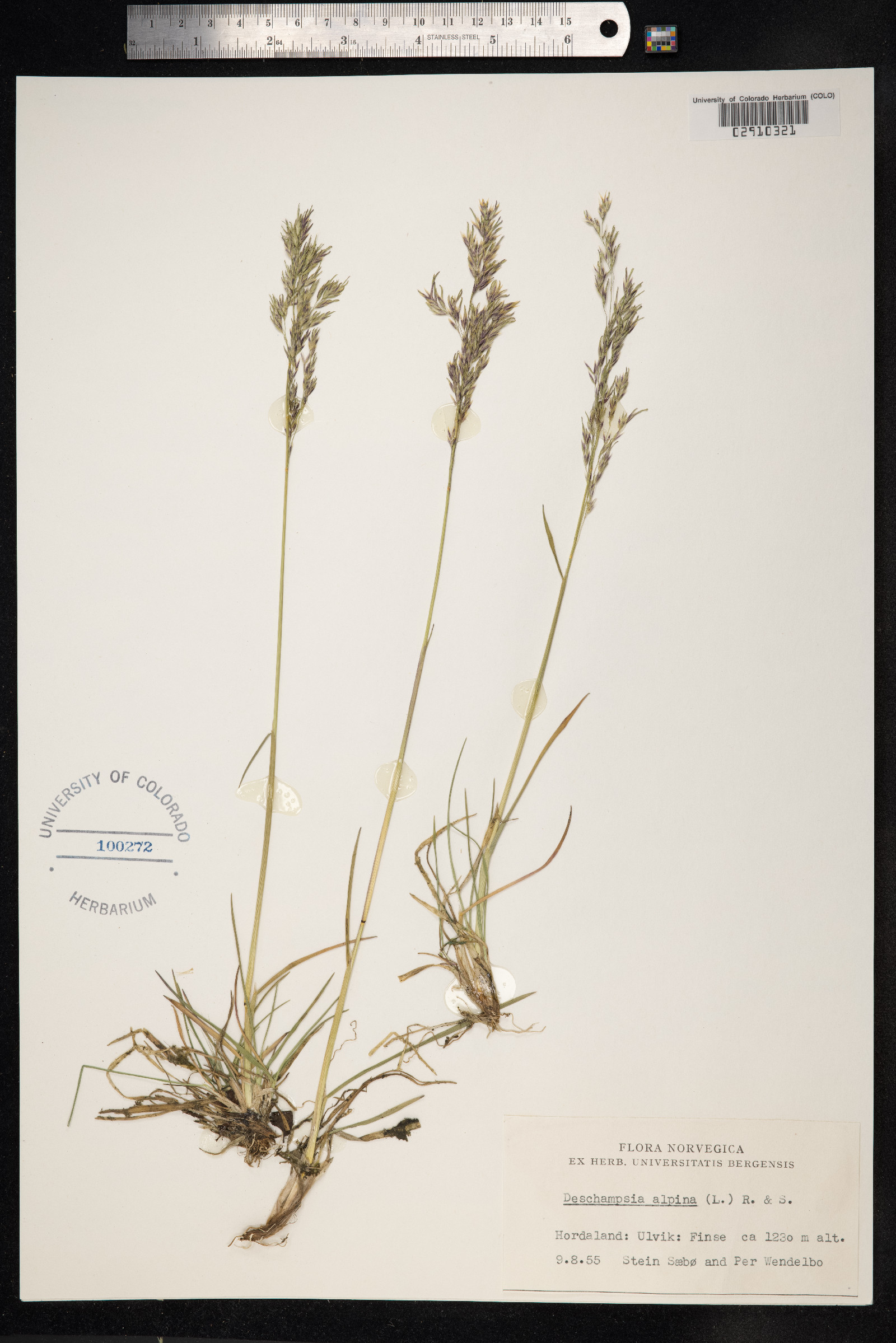 Deschampsia cespitosa var. alpina image