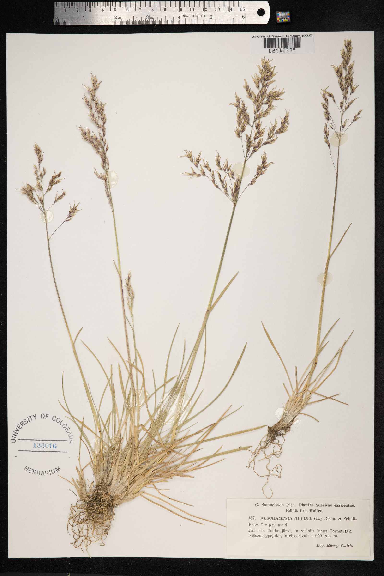 Deschampsia cespitosa image