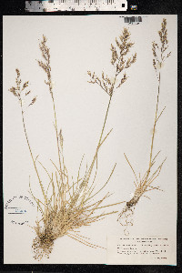 Deschampsia cespitosa var. alpina image
