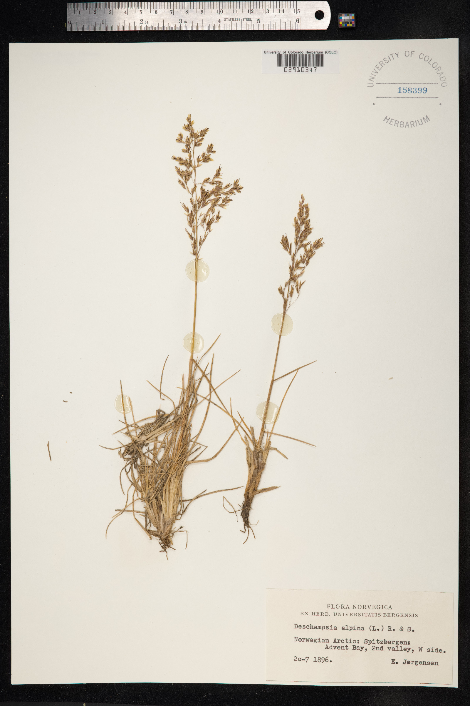 Deschampsia cespitosa var. alpina image