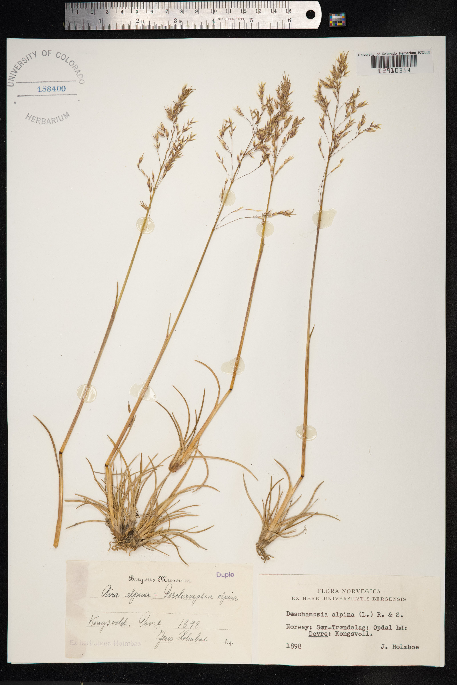 Deschampsia cespitosa var. alpina image