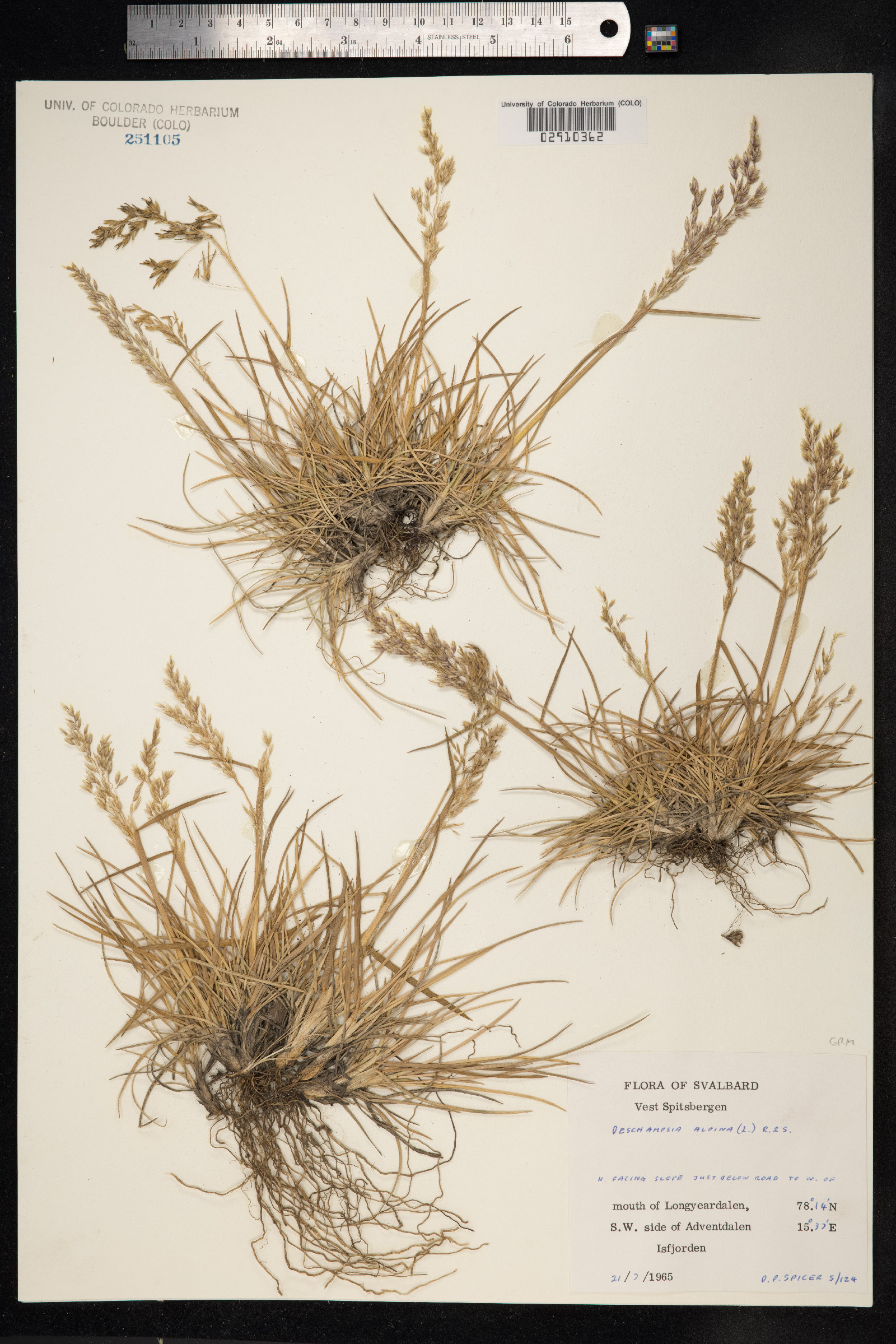 Deschampsia cespitosa var. alpina image