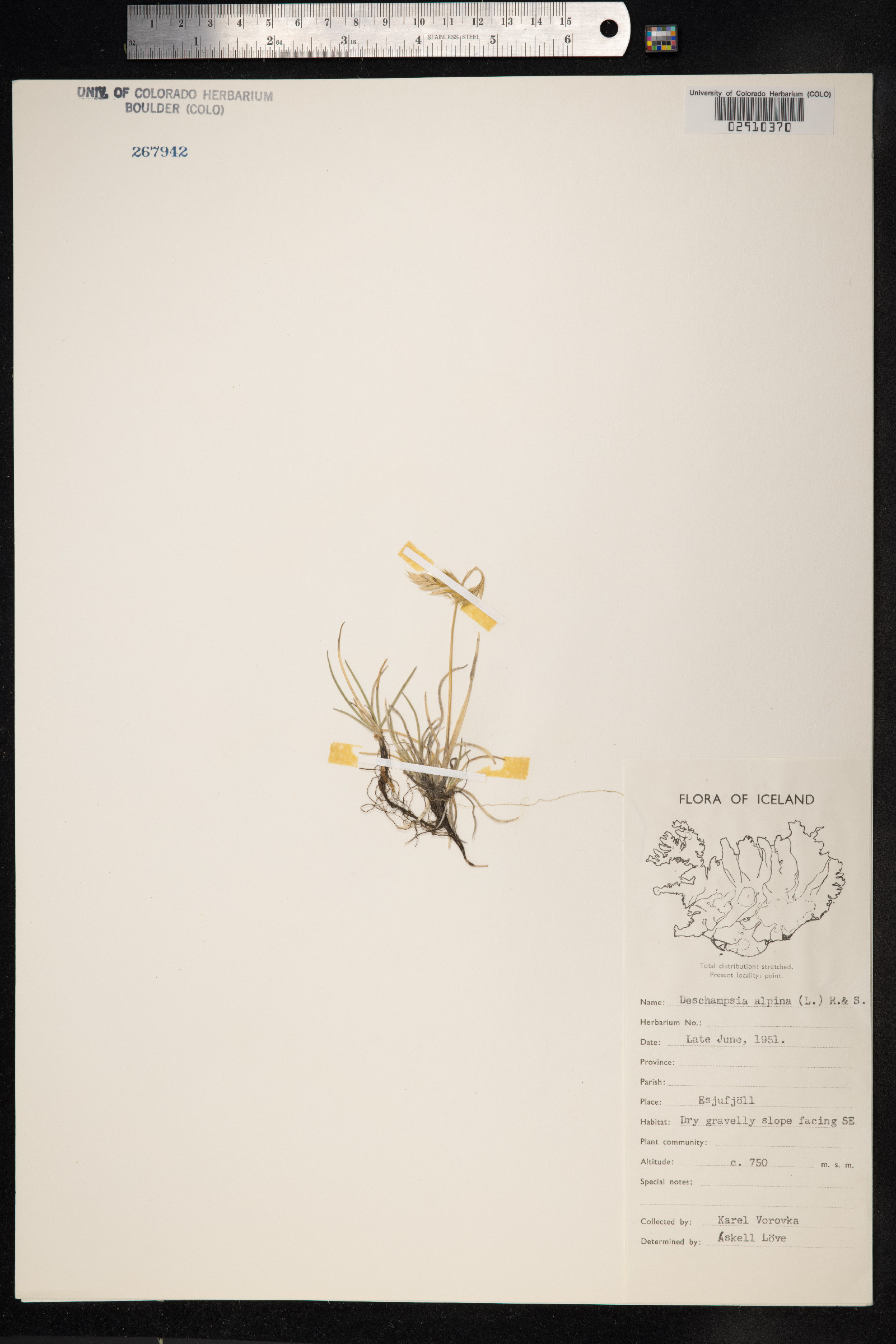 Deschampsia cespitosa var. alpina image