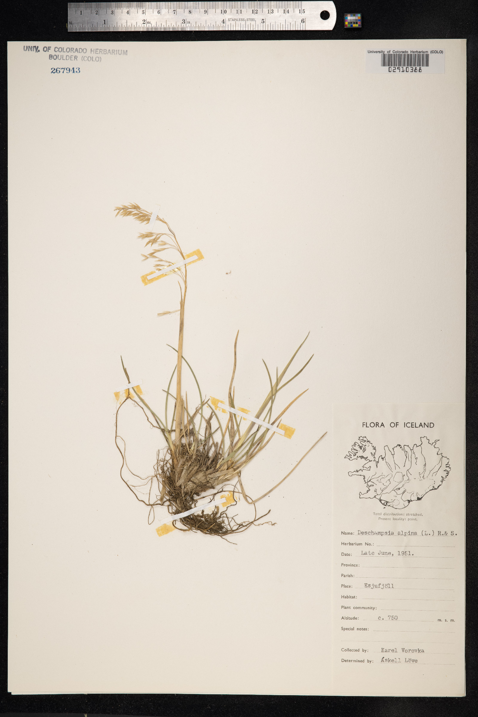 Deschampsia cespitosa var. alpina image