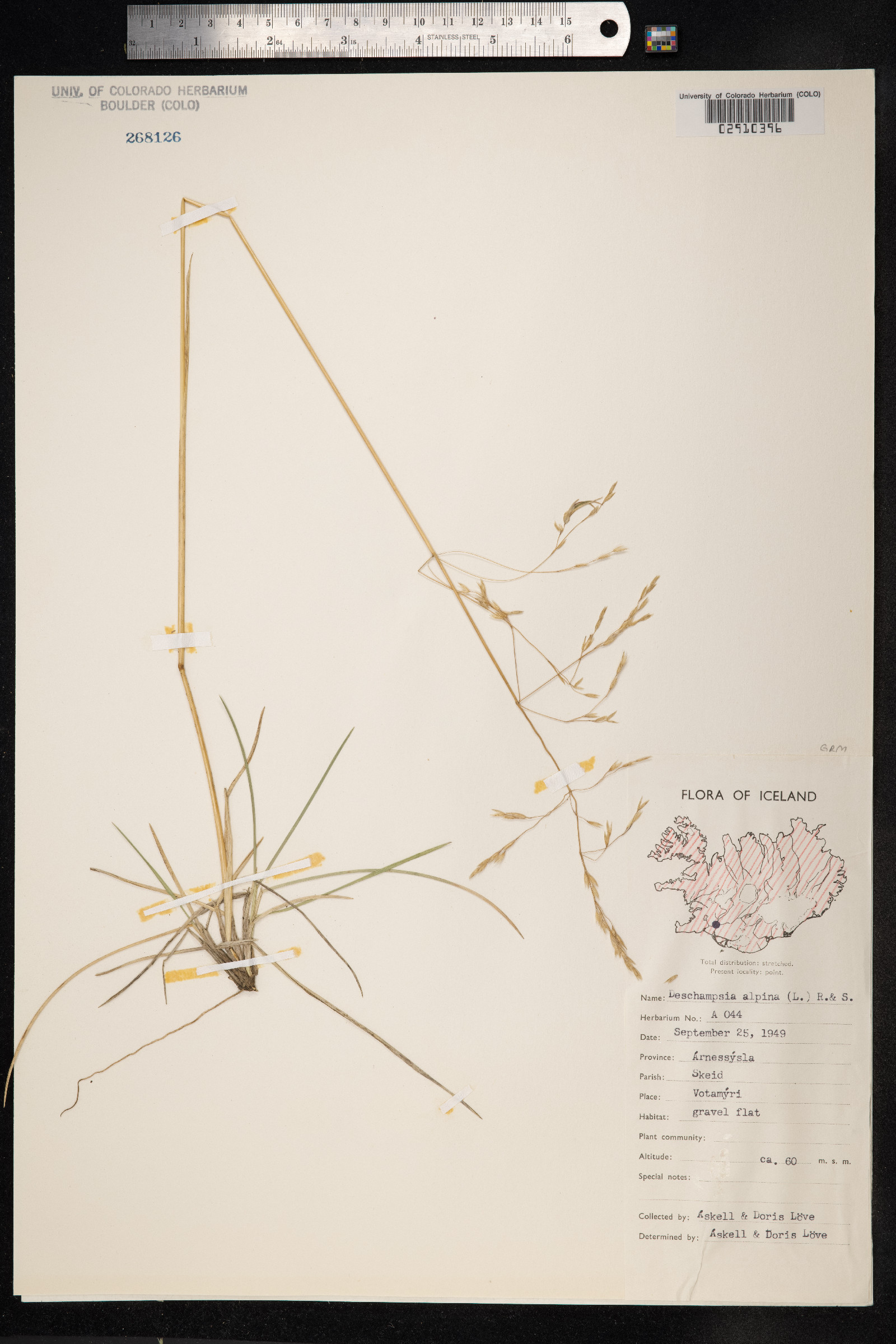 Deschampsia cespitosa var. alpina image