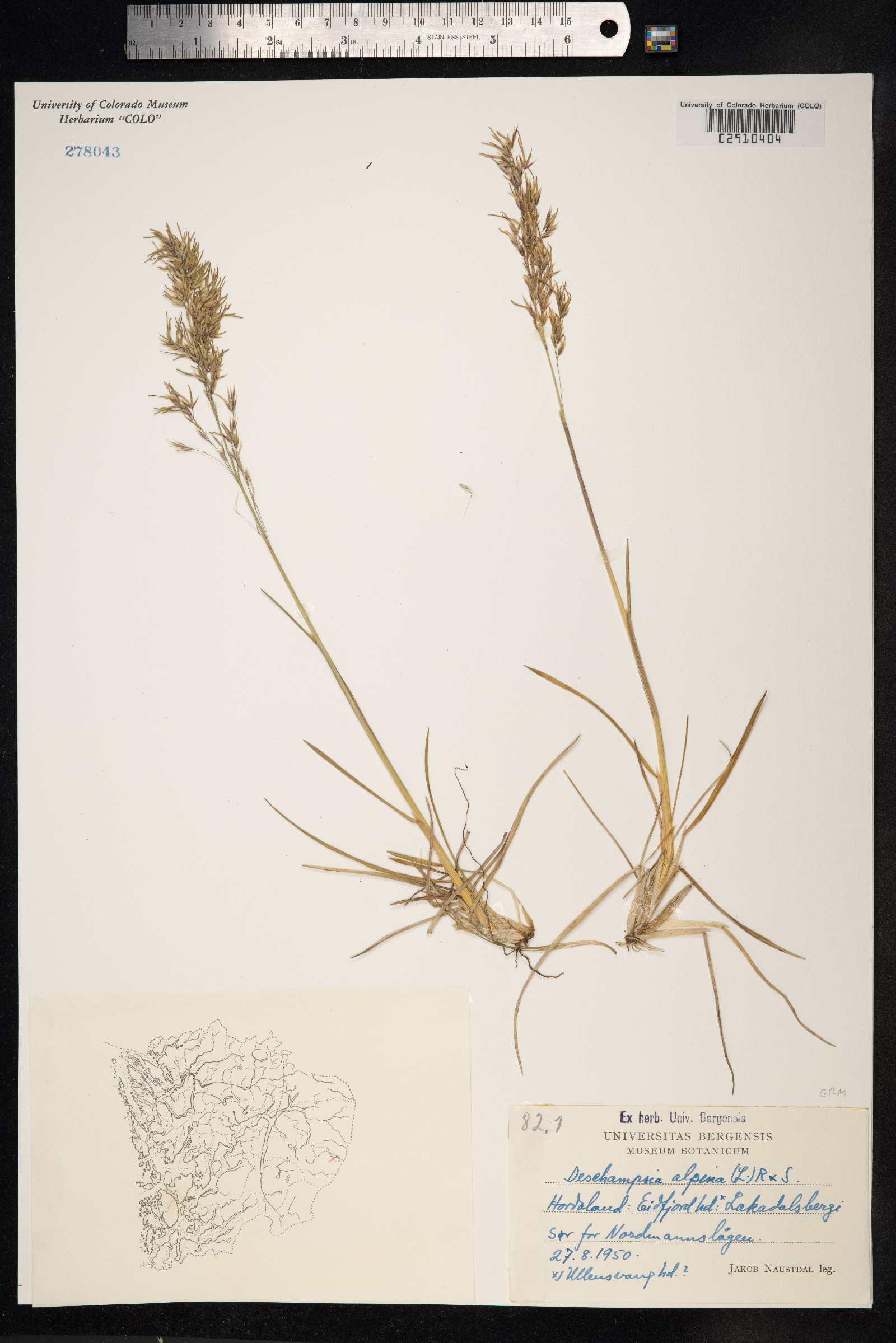 Deschampsia cespitosa var. alpina image
