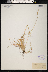 Deschampsia cespitosa var. alpina image