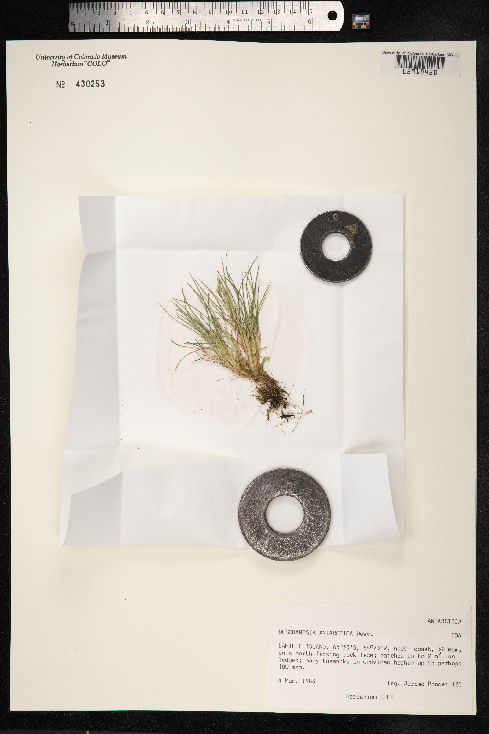 Deschampsia antarctica image