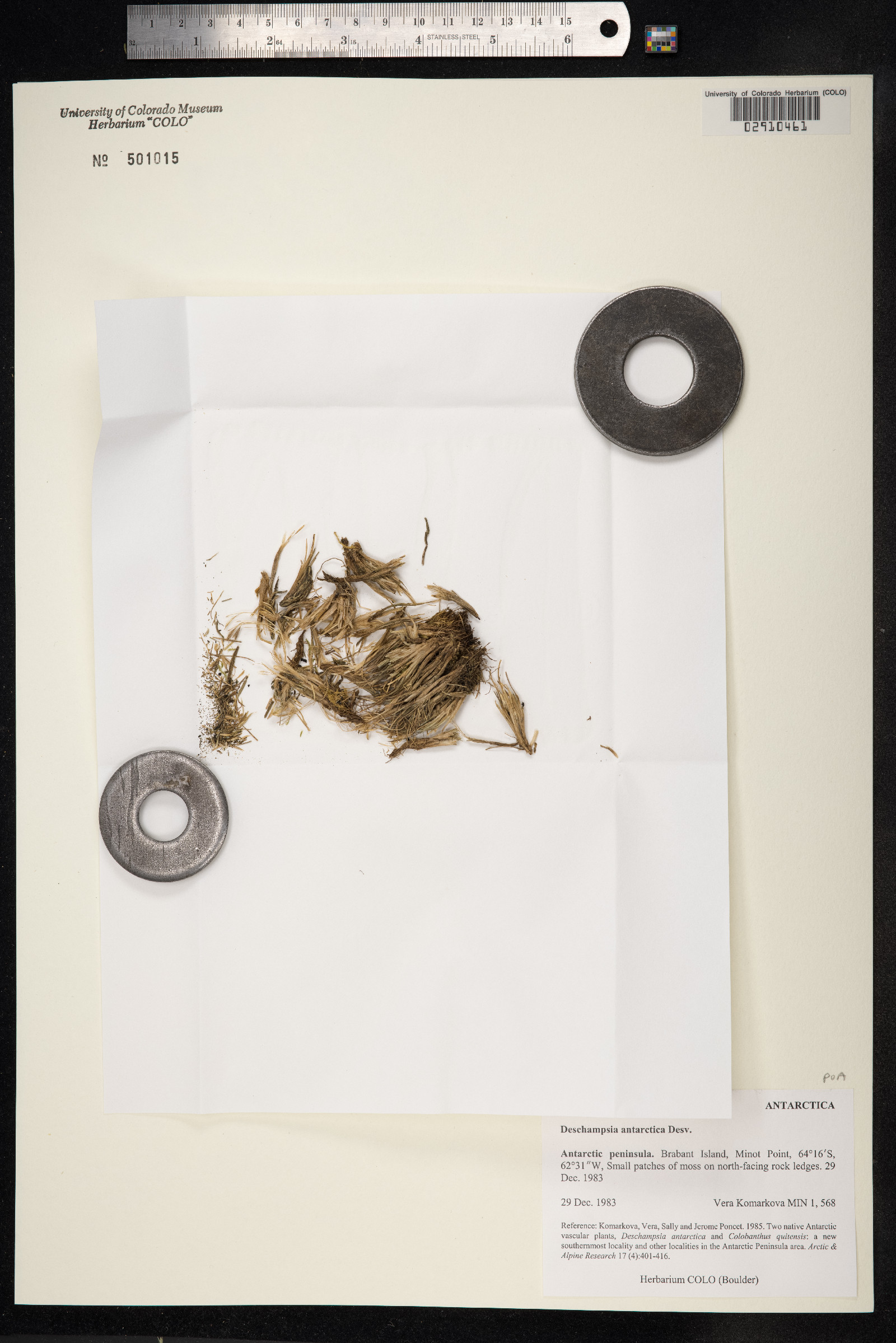 Deschampsia antarctica image