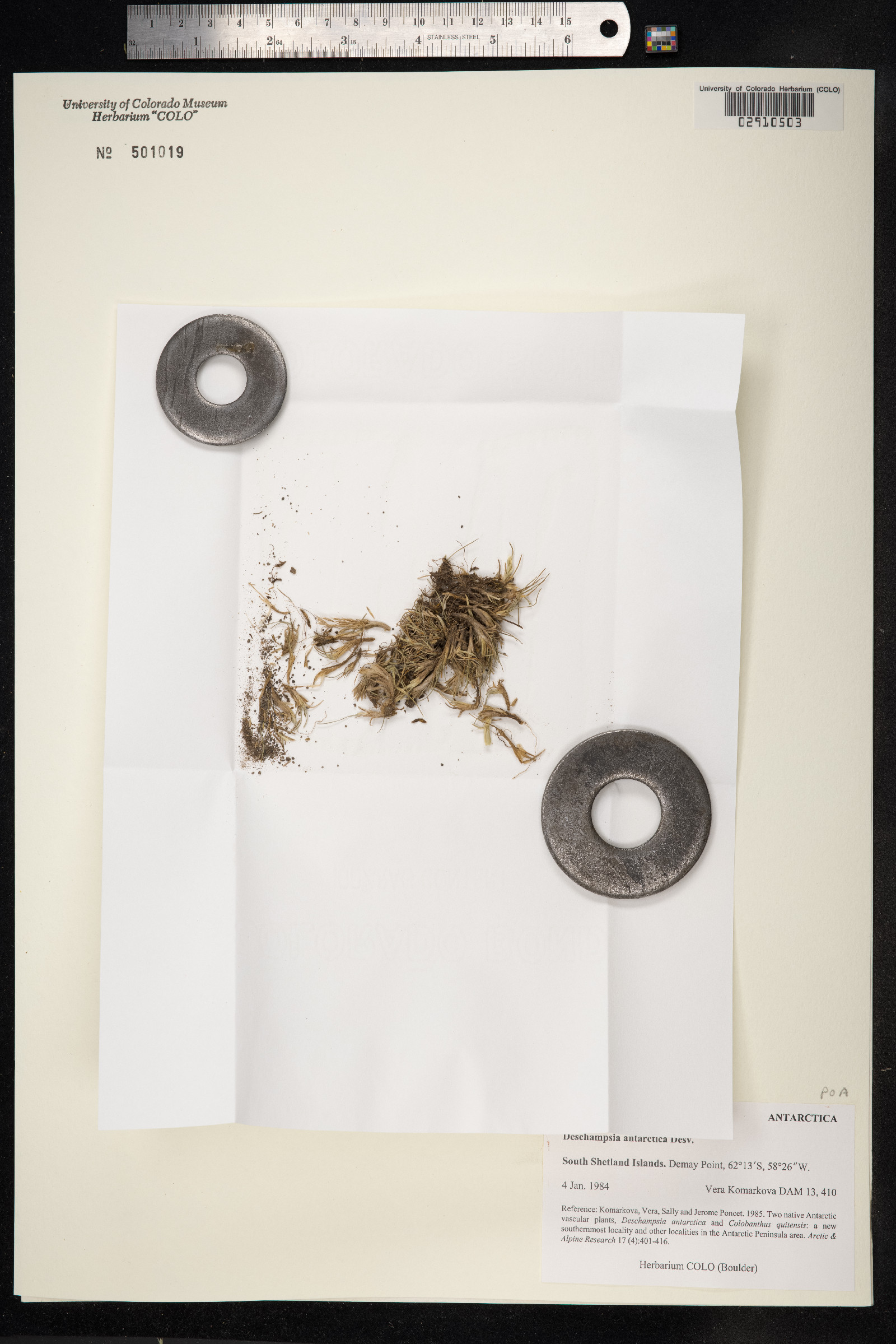 Deschampsia antarctica image